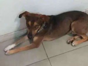 Cachorro raça Srd idade 7 a 11 meses nome Caramelo