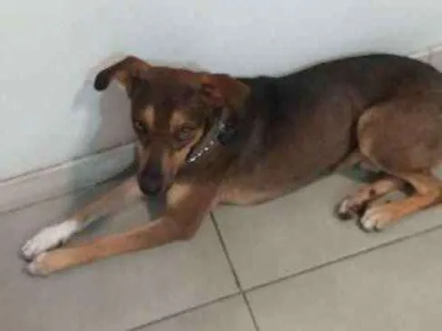 Cachorro ra a Srd idade 7 a 11 meses nome Caramelo