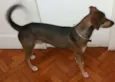 Caramelo