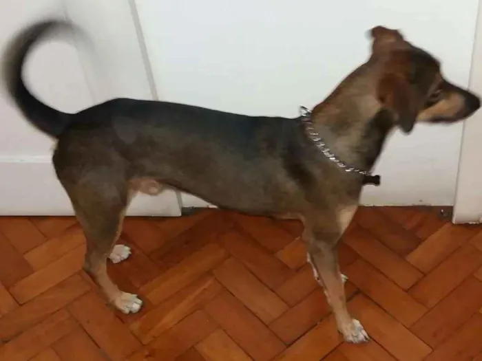 Cachorro ra a Srd idade 7 a 11 meses nome Caramelo