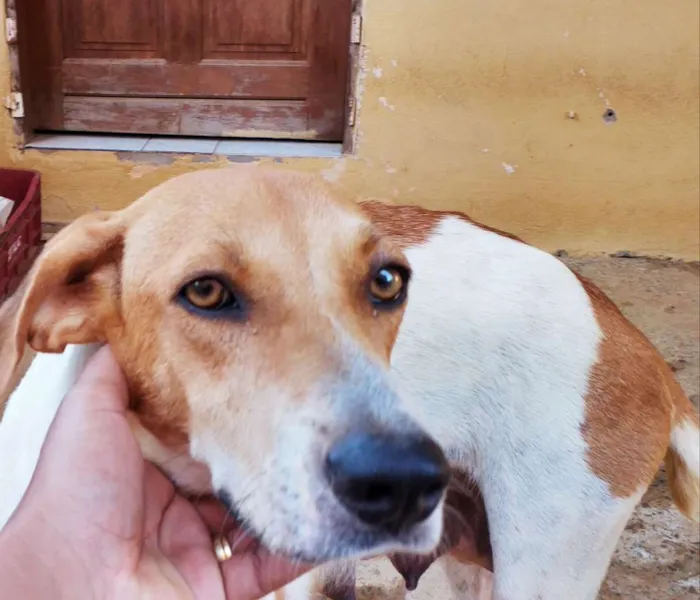 Cachorro ra a LABRADOR COM VIRA LATA idade 3 anos nome NÍNA