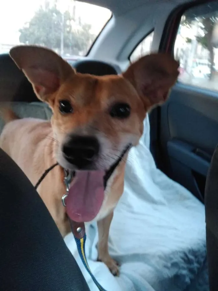 Cachorro ra a Srd idade 4 anos nome Bruno