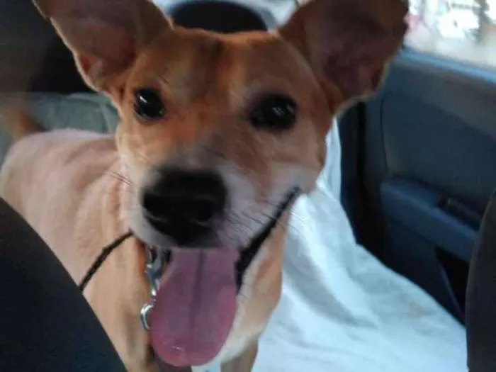 Cachorro ra a Srd idade 4 anos nome Bruno