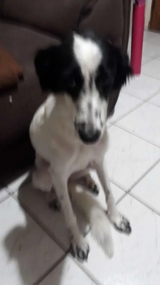 Cachorro ra a Srd idade 1 ano nome Pandora