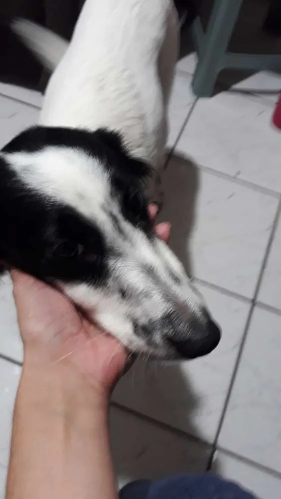 Cachorro ra a Srd idade 1 ano nome Pandora