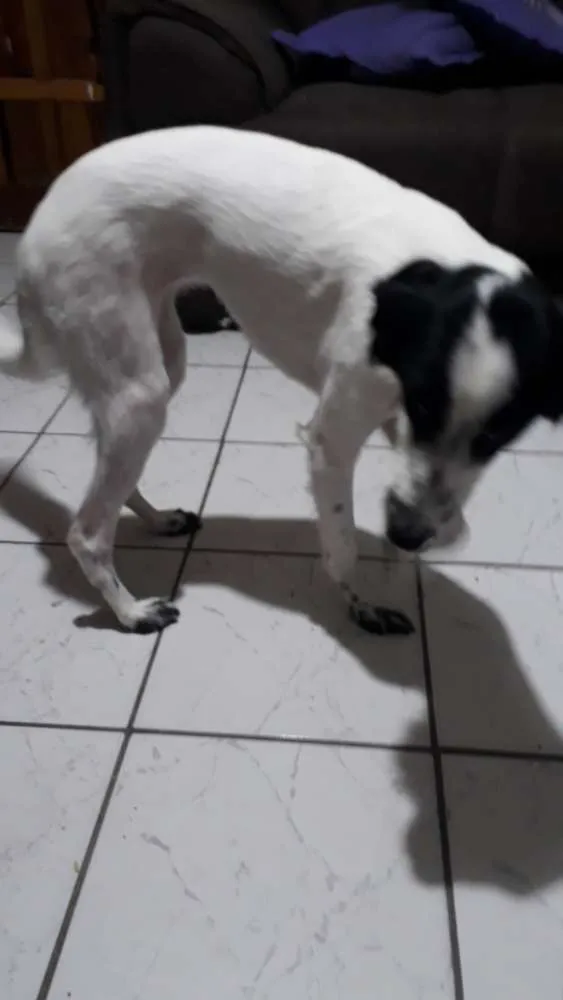 Cachorro ra a Srd idade 1 ano nome Pandora