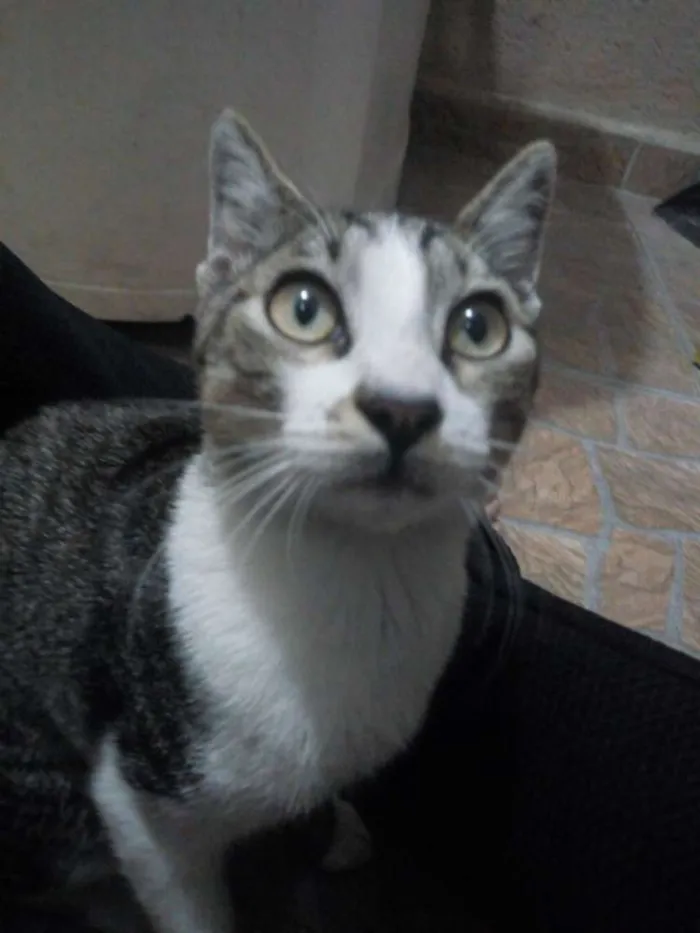 Gato ra a  idade 7 a 11 meses nome Sem nome