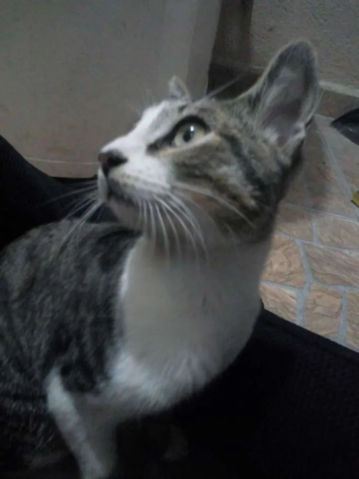 Gato ra a  idade 7 a 11 meses nome Sem nome
