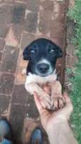 Caipirinha