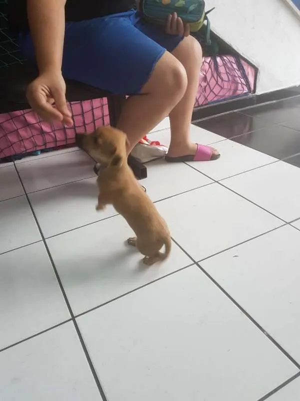 Cachorro raça  idade 2 a 6 meses nome REBECA