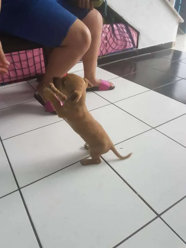 Cachorro raça  idade 2 a 6 meses nome REBECA