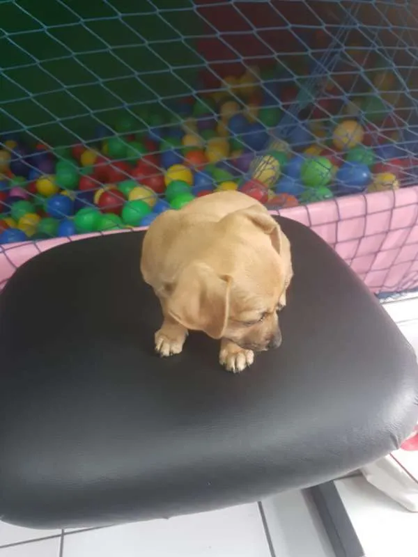 Cachorro raça  idade 2 a 6 meses nome REBECA