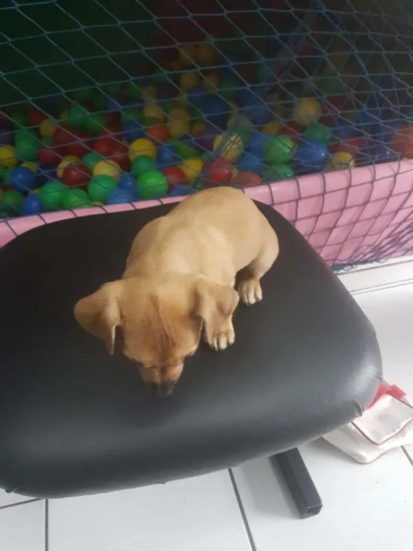 Cachorro raça  idade 2 a 6 meses nome REBECA