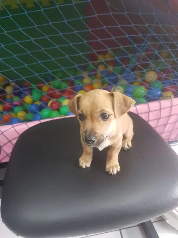 Cachorro raça  idade 2 a 6 meses nome REBECA