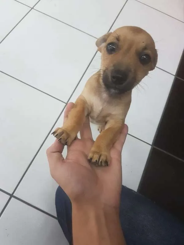 Cachorro raça  idade 2 a 6 meses nome REBECA