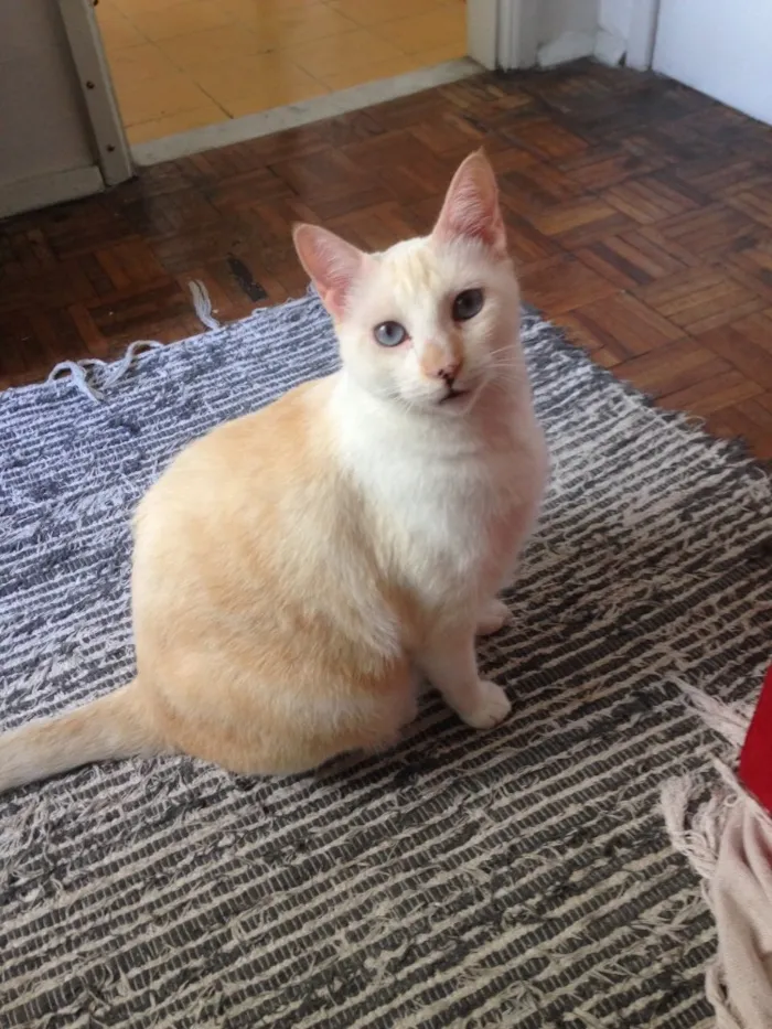 Gato raça Vira lata idade 4 anos nome Chantily e Jerry Lee
