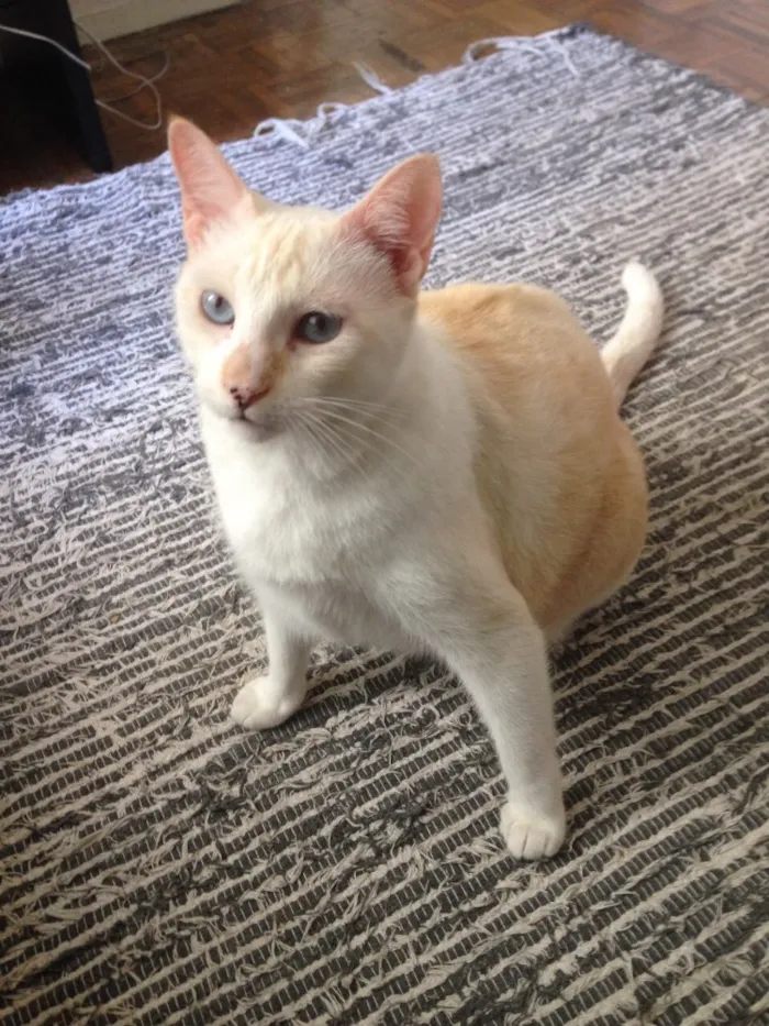 Gato raça Vira lata idade 4 anos nome Chantily e Jerry Lee