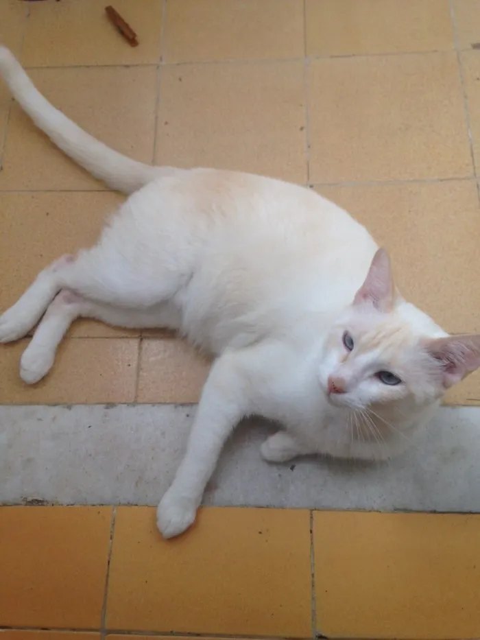Gato raça Vira lata idade 4 anos nome Chantily e Jerry Lee