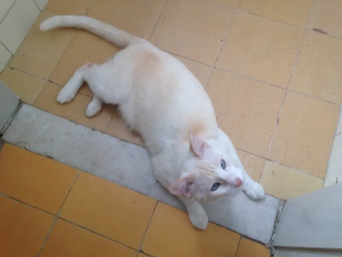 Gato raça Vira lata idade 4 anos nome Chantily e Jerry Lee