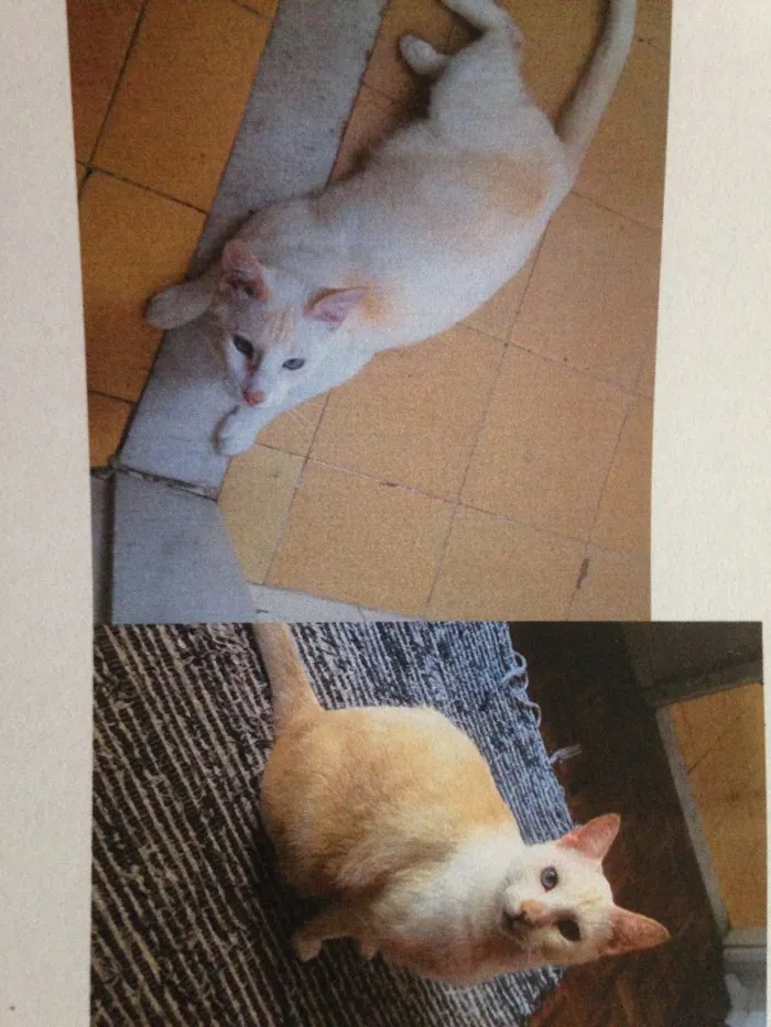 Gato raça Vira lata idade 4 anos nome Chantily e Jerry Lee