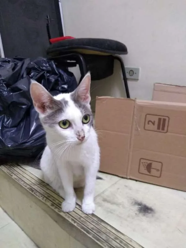 Gato raça SRD idade 7 a 11 meses nome Cris