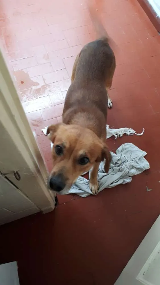 Cachorro raça Vira lata idade 2 anos nome Sansao 