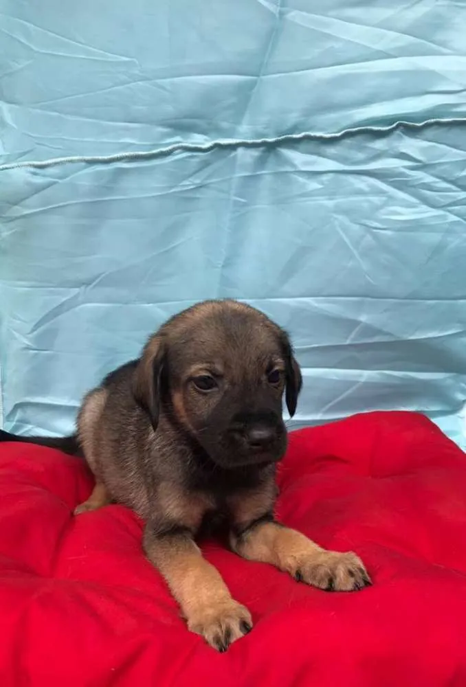 Cachorro ra a SRD idade 2 a 6 meses nome Sem nome ainda