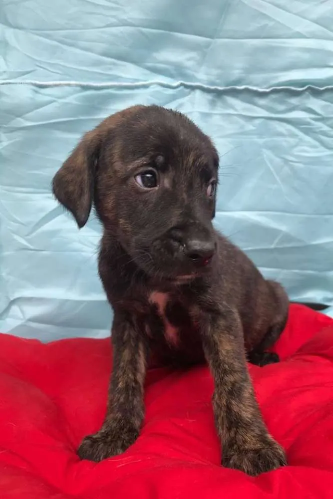 Cachorro ra a SRD idade 2 a 6 meses nome Sem nome ainda