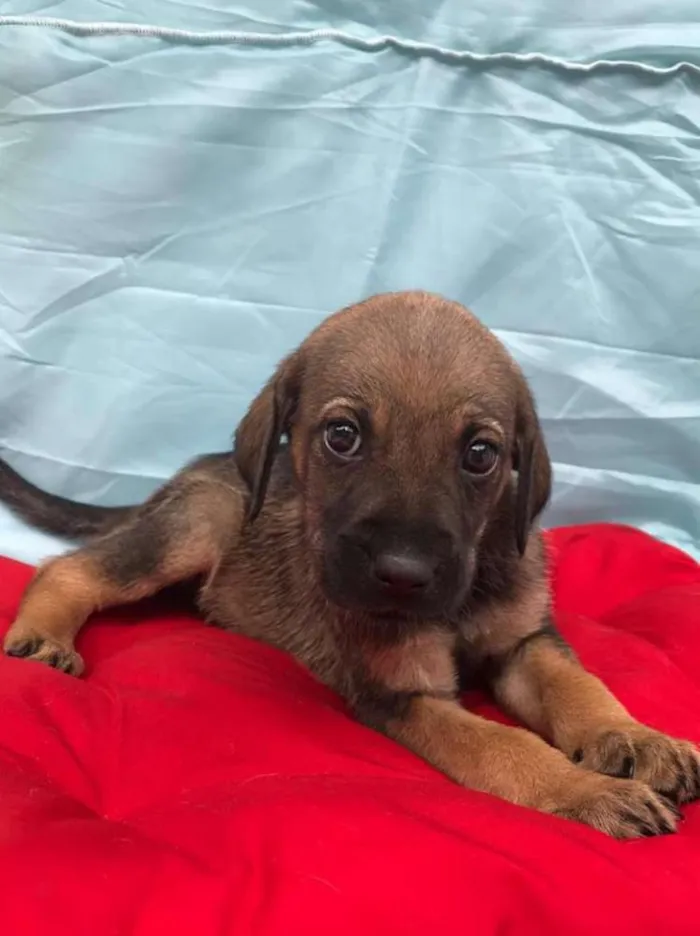 Cachorro ra a SRD idade 2 a 6 meses nome Sem nome ainda