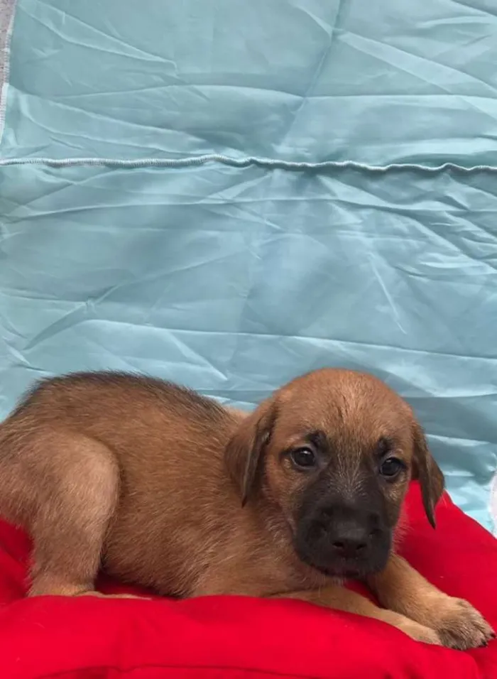 Cachorro ra a SRD idade 2 a 6 meses nome Sem nome ainda