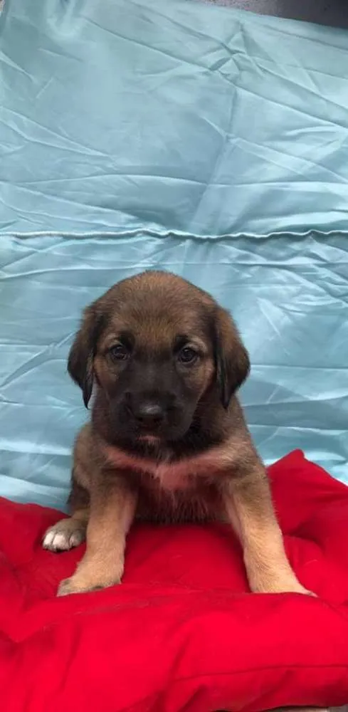 Cachorro ra a SRD idade 2 a 6 meses nome Sem nome ainda