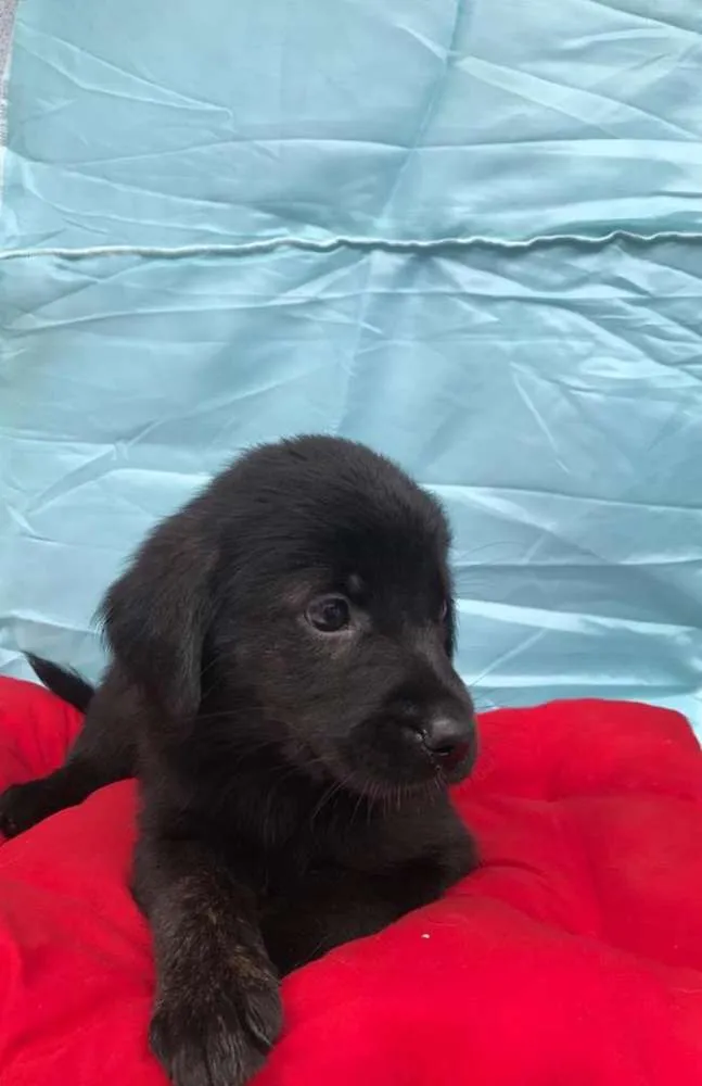 Cachorro ra a SRD idade 2 a 6 meses nome Sem nome ainda