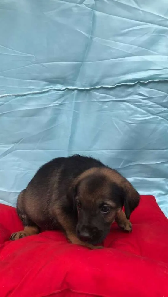 Cachorro ra a SRD idade 2 a 6 meses nome Sem nome ainda