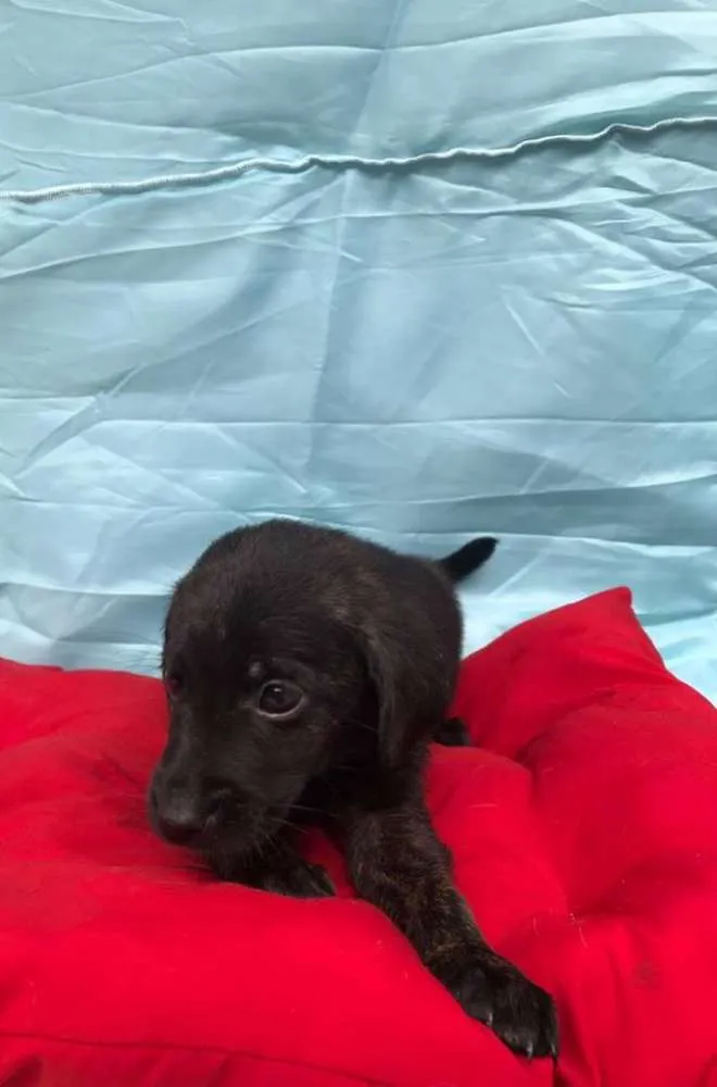 Cachorro ra a SRD idade 2 a 6 meses nome Sem nome ainda