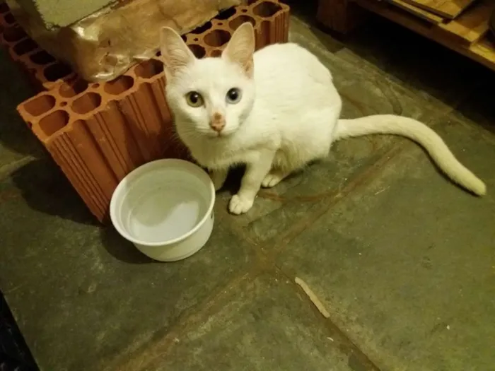 Gato ra a  idade 2 anos nome Nuvem