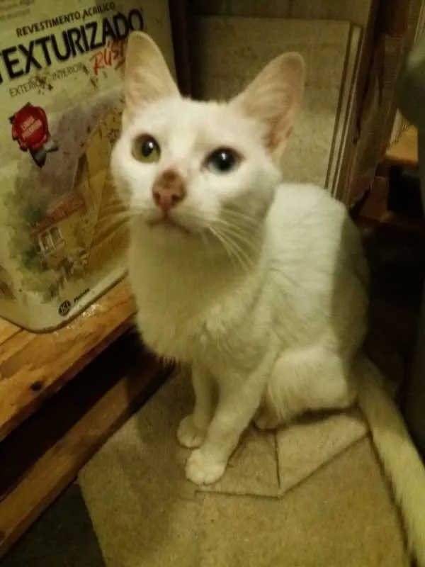 Gato ra a  idade 2 anos nome Nuvem