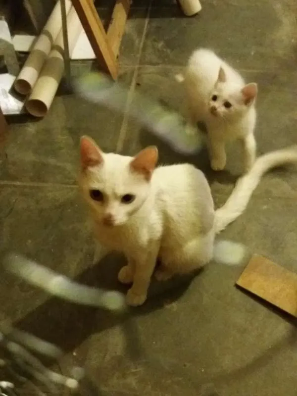 Gato ra a  idade 2 anos nome Nuvem
