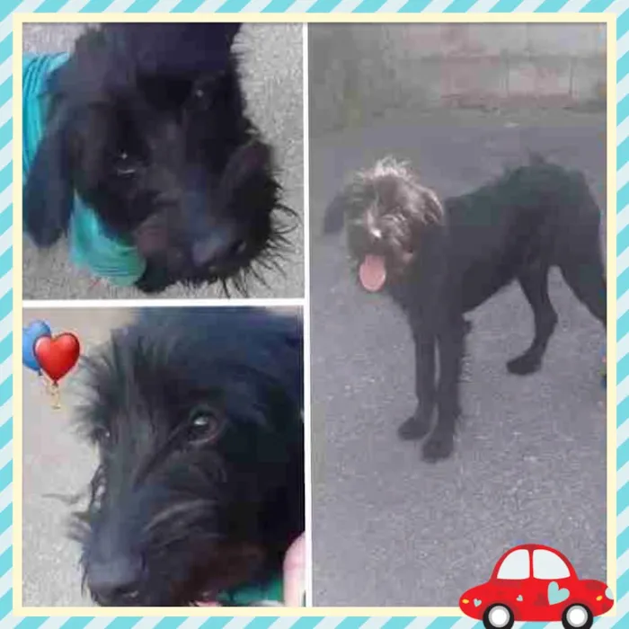 Cachorro ra a Srd mix poodle e schnauzer  idade 1 ano nome ESTOPINHA 