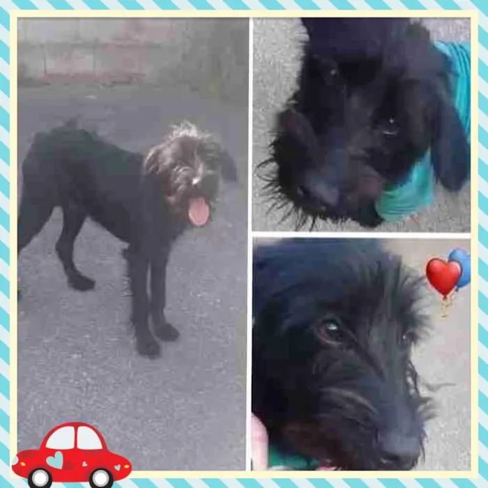 Cachorro ra a SRD MIX POODLE COM SCHNAUZER  idade 1 ano nome ESTOPINHA 