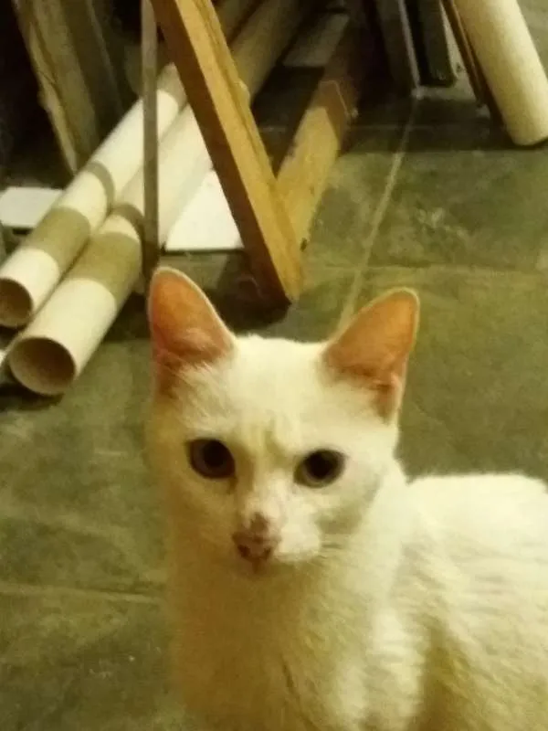Gato ra a  idade 2 anos nome Nuvem