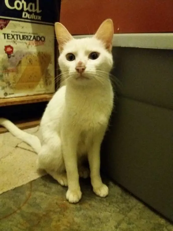 Gato ra a  idade 2 anos nome Nuvem