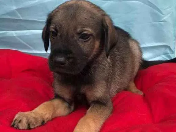 Cachorro ra a SRD idade 2 a 6 meses nome Sem nome ainda