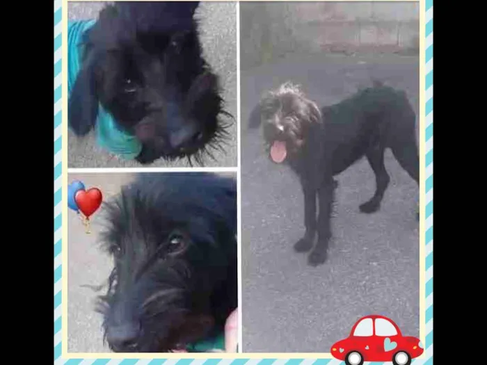 Cachorro ra a SRD MIX POODLE COM SCHNAUZER  idade 1 ano nome ESTOPINHA 