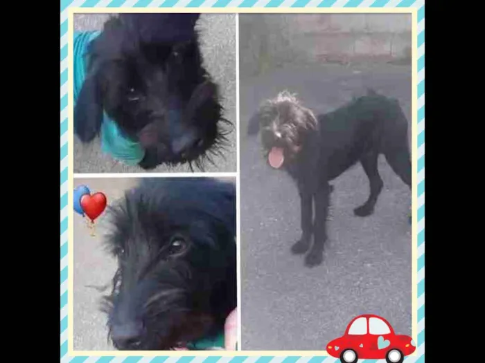 Cachorro ra a Srd mix poodle e schnauzer  idade 1 ano nome ESTOPINHA 