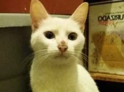Gato ra a  idade 2 anos nome Nuvem