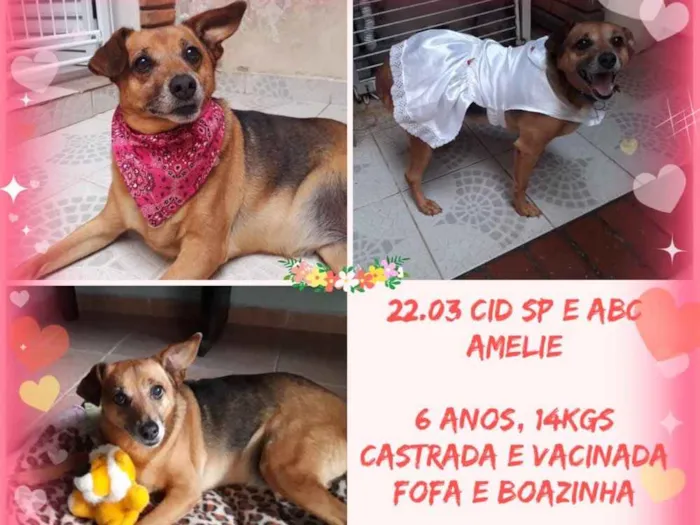 Cachorro ra a Srd  idade 3 anos nome AMELIE 