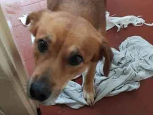 Cachorro raça Vira lata idade 2 anos nome Sansao 
