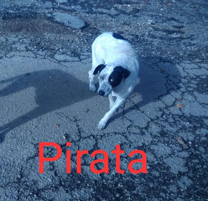 Cachorro ra a  idade  nome São 6 cachorras 