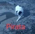 São 6 cachorras