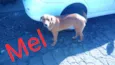 São 6 cachorras